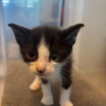 BBQ -  Domestic Short Hair Cat for Adoption in Westminster, California - BBQ | PetCurious