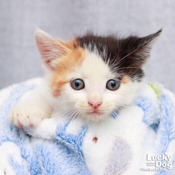 Domestic Short Hair Cats Available for Adoption in Washington, District Of Columbia - Florence | PetCurious