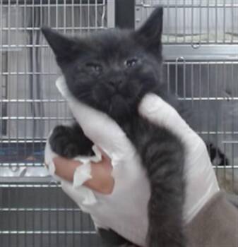 WILLOW -  Domestic Short Hair Cat for Adoption in Salinas, California - WILLOW | PetCurious