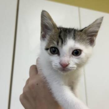 Betty -  Domestic Short Hair Cat for Adoption in West Olive, Michigan - Betty | PetCurious