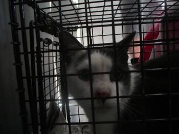 APPA -  Domestic Short Hair Cat for Adoption in Ocala, Florida - APPA | PetCurious