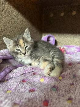 Lilo -  Domestic Short Hair Cat for Adoption in Missoula, Montana - Lilo | PetCurious