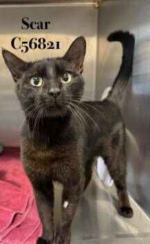 Scar -  Domestic Short Hair Cat for Adoption in Clarksville, Tennessee - Scar | PetCurious