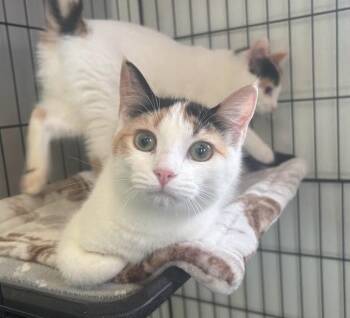 Domestic Short Hair Cats Available for Adoption in Cumberland, Maine - Sparrow | PetCurious