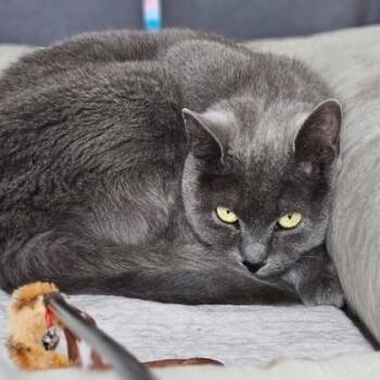 Macy -  Domestic Short Hair Cat for Adoption in Hamilton, Ontario - Macy | PetCurious