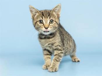 PARKER -  Domestic Short Hair Cat for Adoption in Phoenix, Arizona - PARKER | PetCurious