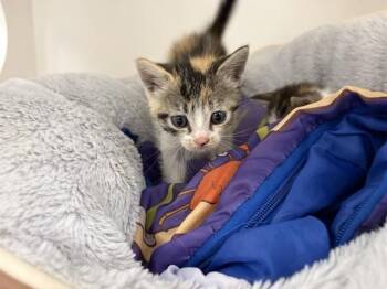 A012492 -  Domestic Short Hair Cat for Adoption in Ontario, California - A012492 | PetCurious