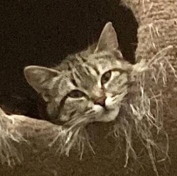 Tabby and Domestic Short Hair Cats Available for Adoption in Vaughan, Ontario - Noodles (bonded With Nugget) | PetCurious