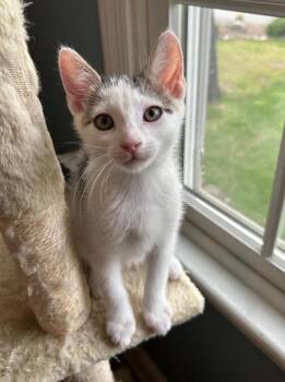 Domestic Short Hair Cats Available for Adoption in Wayne, New Jersey - Tom | PetCurious