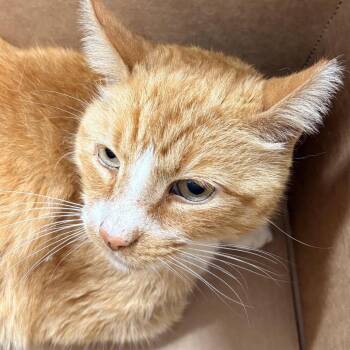 Pepito -  Domestic Short Hair Cat for Adoption in Newark, New Jersey - Pepito | PetCurious