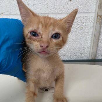 Squish Squash -  Domestic Short Hair Cat for Adoption in Edinburg, Texas - Squish Squash | PetCurious