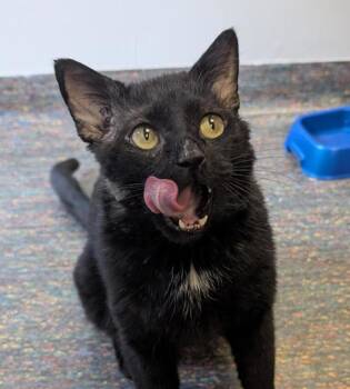 Domestic Short Hair Cats Available for Adoption in Winnipeg, Manitoba - Franklin | PetCurious