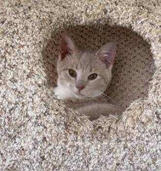 Oliver P -  Domestic Short Hair Cat for Adoption in Lemoyne, Pennsylvania - Oliver P | PetCurious