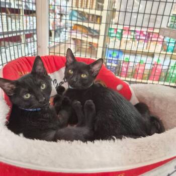 Pepe -  Domestic Short Hair Cat for Adoption in Lutz, Florida - Pepe | PetCurious