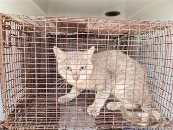 A657503 -  Domestic Short Hair Cat for Adoption in Houston, Texas - A657503 | PetCurious