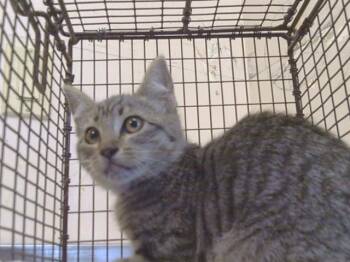 A923317 -  Domestic Short Hair Cat for Adoption in Sacramento, California - A923317 | PetCurious