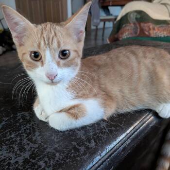 Curtis -  American Shorthair Cat for Adoption in Minneapolis, Minnesota - Curtis | PetCurious