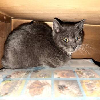 Domestic Short Hair and Russian Blue Cats Available for Adoption - Chevy Chase | PetCurious