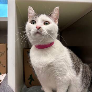 Domestic Short Hair Cats Available for Adoption in Fairport, New York - Lucky | PetCurious