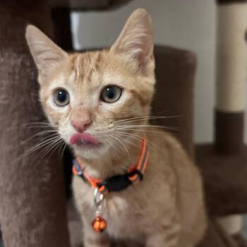 Nacho -  Domestic Short Hair Cat for Adoption in Fort Lauderdale, Florida - Nacho | PetCurious