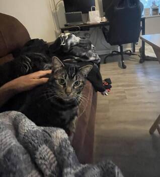 Louie -  Domestic Short Hair Cat for Adoption in West Palm Beach, Florida - Louie | PetCurious