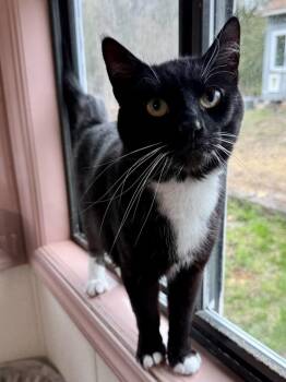 Domestic Short Hair Cats Available for Adoption in Lunenburg, Massachusetts - Oreo | PetCurious