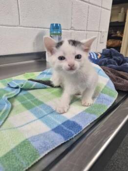 Phantom -  Domestic Short Hair Cat for Adoption in Morristown, Tennessee - Phantom | PetCurious