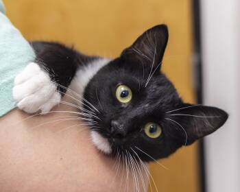 Scout -  Tuxedo Cat for Adoption in Millville, Utah - Scout | PetCurious