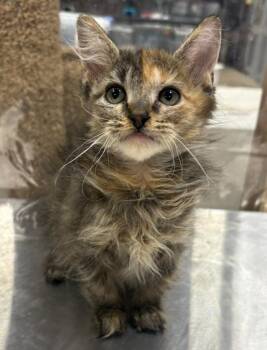 Cherry -  Domestic Short Hair Cat for Adoption in Corpus Christi, Texas - Cherry | PetCurious