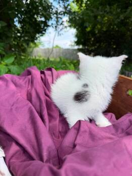 Buttercup -  Domestic Short Hair Cat for Adoption in Hanover, Pennsylvania - Buttercup | PetCurious