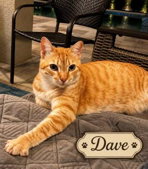 Dave -  Tabby Cat for Adoption in Casselberry, Florida - Dave | PetCurious