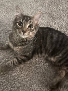 Rescue Domestic Short Hair Cats for Adoption in Douglasville, Georgia - Tyson | PetCurious