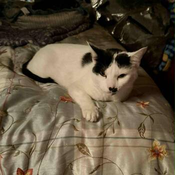Rescue Domestic Short Hair Cats for Adoption in Hackett, Arkansas - Kitzi | PetCurious