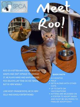 Roo -  Domestic Short Hair Cat for Adoption in Fulton, New York - Roo | PetCurious