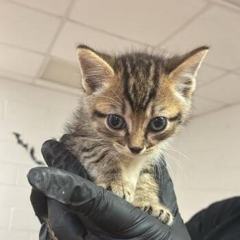 Damian -  Domestic Short Hair Cat for Adoption in Gadsden, Alabama - Damian | PetCurious