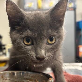 Rory -  Domestic Short Hair Cat for Adoption in Newark, New Jersey - Rory | PetCurious