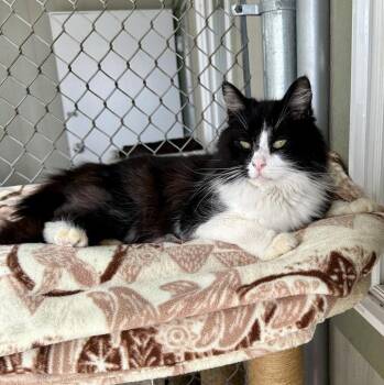 Domestic Long Hair Cats Available for Adoption - Squeezy | PetCurious