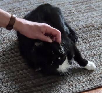 Steve -  Domestic Short Hair Cat for Adoption in Pittsboro, North Carolina - Steve | PetCurious