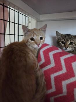 Oakie -  Domestic Short Hair Cat for Adoption in Salmon, Idaho - Oakie | PetCurious