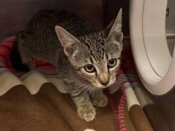 JEFFERSON -  Domestic Short Hair Cat for Adoption in Antioch, California - JEFFERSON | PetCurious