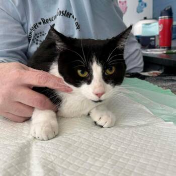 Domestic Short Hair Cats Available for Adoption - Pepper | PetCurious