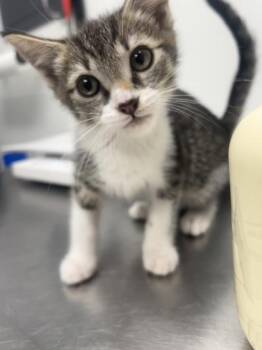 Domestic Short Hair Cats Available for Adoption in West Chester, Pennsylvania - Ron | PetCurious