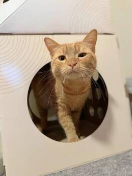 Domestic Short Hair Cats Available for Adoption in West Lawn, Pennsylvania - Goldy | PetCurious