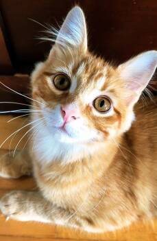 Rory -  Domestic Medium Hair Cat for Adoption in New Berlin, Wisconsin - Rory | PetCurious