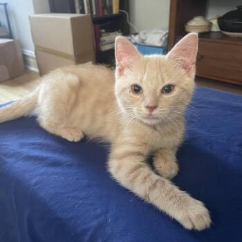 Rescue Domestic Short Hair Cats for Adoption in Evanston, Illinois - Webkinz | PetCurious