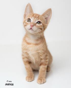 Justice -  Domestic Short Hair Cat for Adoption in Boone, Iowa - Justice | PetCurious