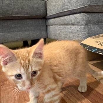 Ramen -  Domestic Short Hair Cat for Adoption in Traverse City, Michigan - Ramen | PetCurious