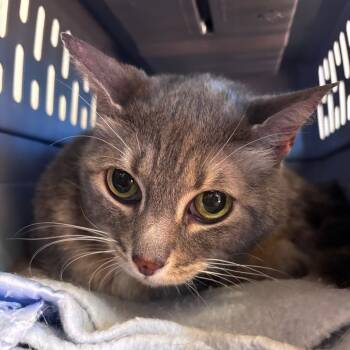 Rescue Domestic Medium Hair Cats for Adoption in Goleta, California - Lucy | PetCurious