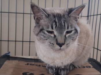 Domestic Short Hair and Siamese Cats Available for Adoption - Atlas | PetCurious