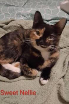 Domestic Short Hair Cats Available for Adoption - Nellie | PetCurious